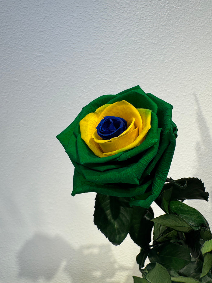 Long-stem preserved rose in national team colors