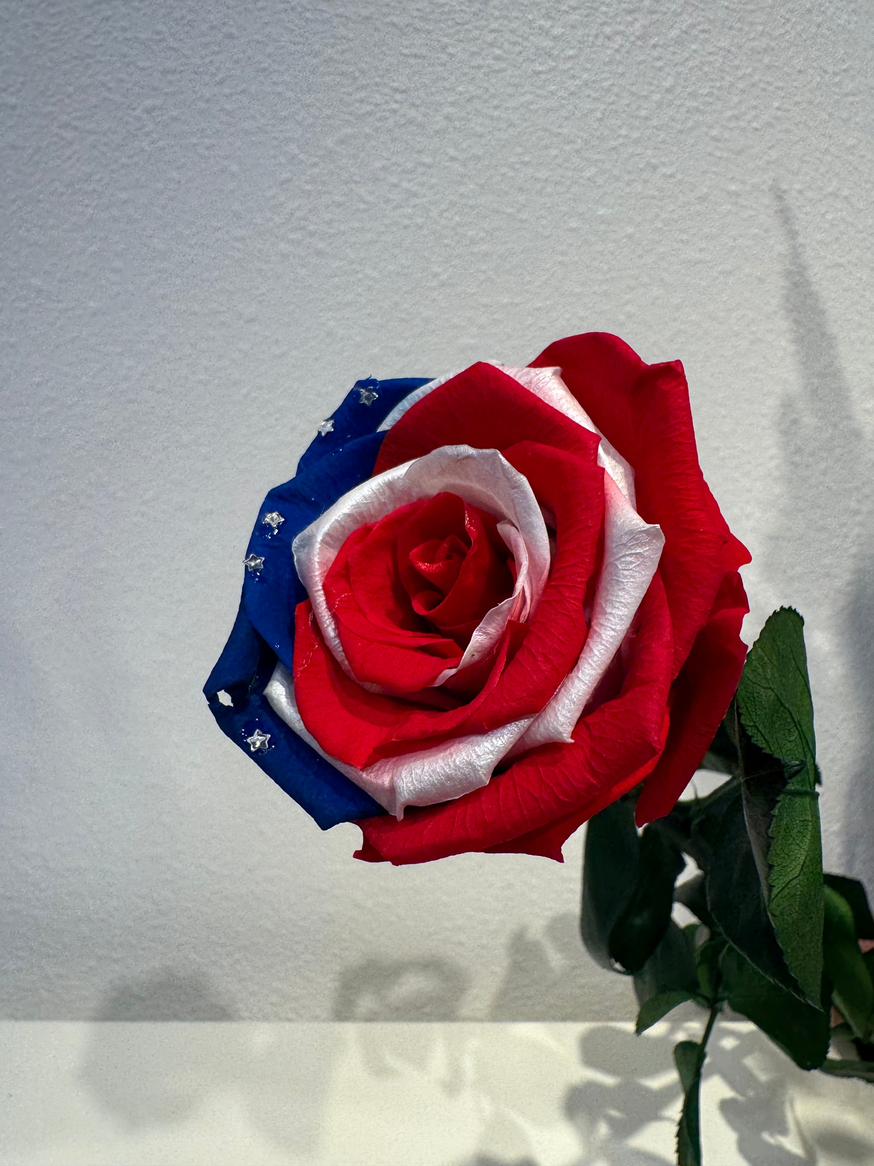 World Cup Roses!