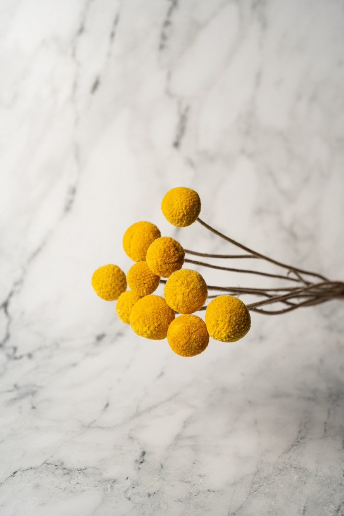 Bunch of yellow dried craspedia billy balls