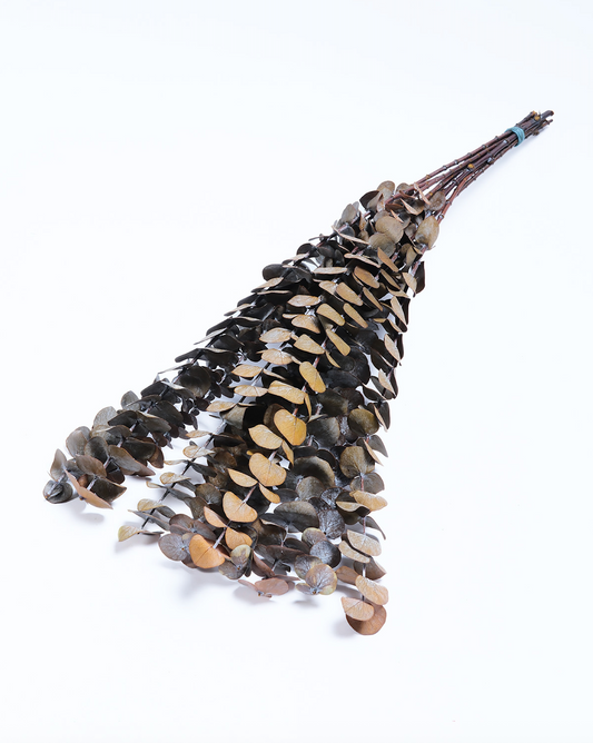 Dried Eucalyptus