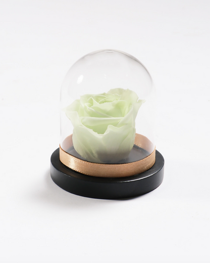 Mini Rose Dome
