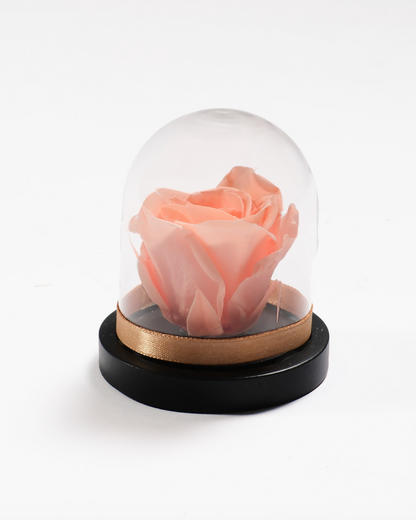 Mini Rose Dome